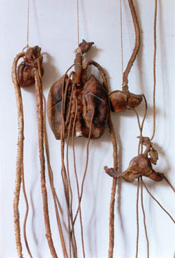 Organi umani